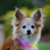 Nite Ize NITEHOWL Mini LED Dog Safety Necklace - Rechargeable & Adjustable - 1