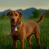 Nite Ize SPOTLIT Rechargeable Pet Collar Light – Disc-O Tech - 1