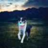Nite Ize Glow Streak Disc-o Ball Dog Toy - 1