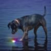 Nite Ize Glow Streak Disc-o Ball Dog Toy - 2
