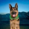 Nite Ize NiteHowl Rechargeable LED Safety Necklace – Green - 5