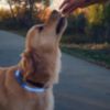 Nite Ize NiteHowl Rechargeable LED Dog Necklace – Blue - 6