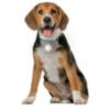 Nite Ize SpotLit Rechargeable Collar Light – White - 5