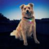 Nite Ize SpotLit Collar Light – Disc-O Select - 4