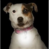 Nite Ize SpotLit Rechargeable Collar Light – White - 1