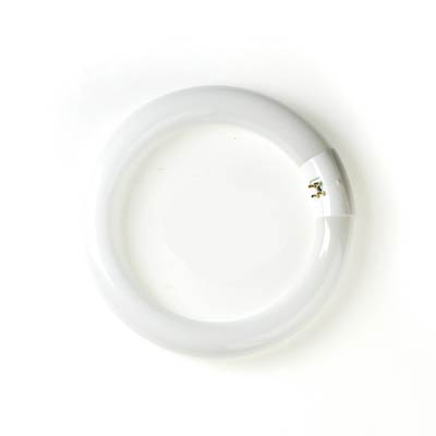 Satco 13W T9 8 Inch Cool White 4 Pin Fluorescent Circline Light Bulb - Main Image